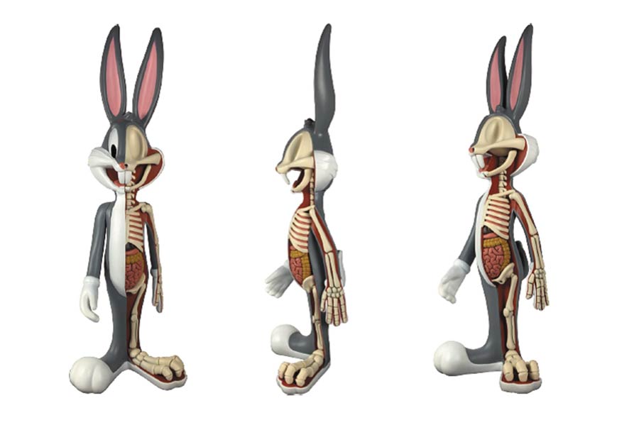 anatomical wabbit