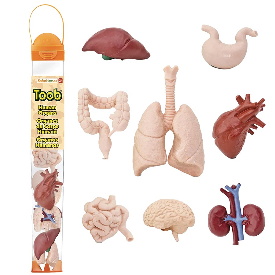 HUMAN ORGANS 8PC FIGURINE TOOB (C: 1-1-2)